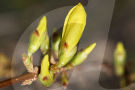Forsythia Flowers During The Spring Season In Toronto, Canada