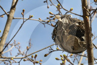 Paper Wasp Nest In A Maple Tree During The Spring Season In Toronto