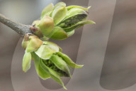 Spring Season In Toronto, Canada