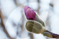 Spring Season In Toronto, Canada