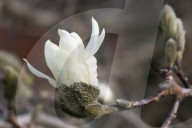 Spring Season In Toronto, Canada
