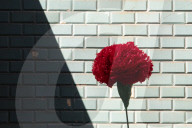 Red Carnation Revolution 2025