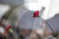 Red Carnation Revolution 2025