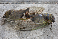 Cicadas Mating