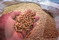 Indonesia Imports Soybeans From The United States