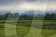 Daily Life In Kashmir, India