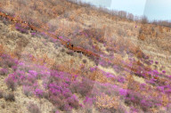 Spring Tour in Hulunbuir