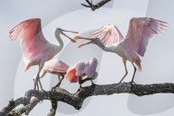 Animals Wildlife Birds Spoonbill