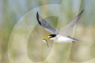 Bird In Flight Carrying Fish