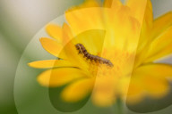 A Honey Bee Collects Flower Nectar