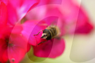 A Honey Bee Collects Flower Nectar
