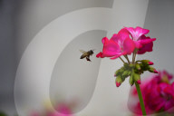 A Honey Bee Collects Flower Nectar