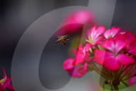 A Honey Bee Collects Flower Nectar