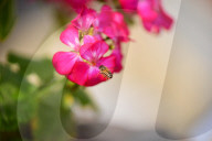 A Honey Bee Collects Flower Nectar