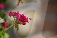 A Honey Bee Collects Flower Nectar