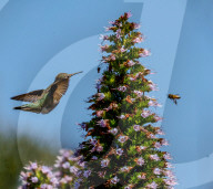 Hummingbirds And Honey Bees In Hope Ranch