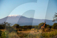 Wild Life In Kenya 