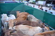 Cattle Seized In Assam 