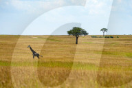 Wild Life In Kenya 