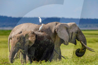 Wild Life In Kenya 