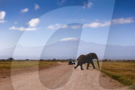 Wild Life In Kenya 