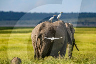 Wild Life In Kenya 
