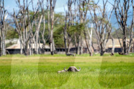 Wild Life In Kenya 