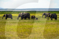 Wild Life In Kenya 