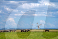 Wild Life In Kenya 