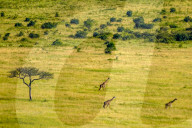 Wild Life In Kenya 
