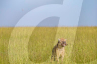Wild Life In Kenya 