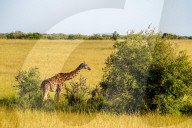 Wild Life In Kenya 