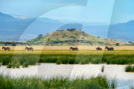 Wild Life In Kenya 