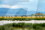 Wild Life In Kenya 