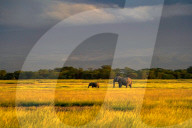 Wild Life In Kenya 