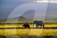 Wild Life In Kenya 