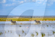 Wild Life In Kenya 