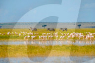 Wild Life In Kenya 