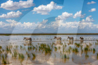 Wild Life In Kenya 