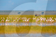 Wild Life In Kenya 