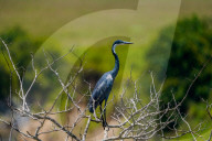 Wild Life In Kenya 