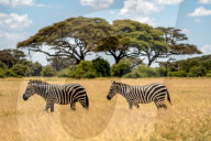 Wild Life In Kenya 