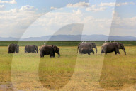 Wild Life In Kenya 