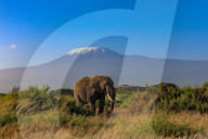Wild Life In Kenya 