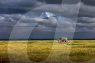 Wild Life In Kenya 