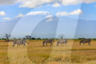 Wild Life In Kenya 