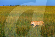 Wild Life In Kenya 