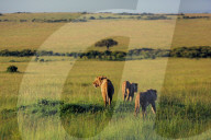 Wild Life In Kenya 