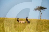 Wild Life In Kenya 