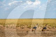 Wild Life In Kenya 